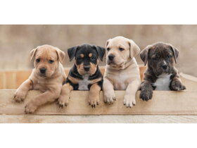 Gyerek kiskutyás strandtörölköző