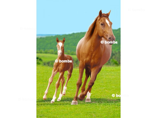 Gyerekpléd Kis lovacskák