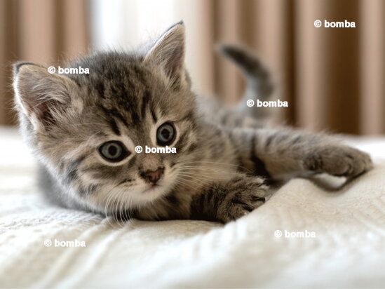 Aranyos kiscicás gyerekpléd