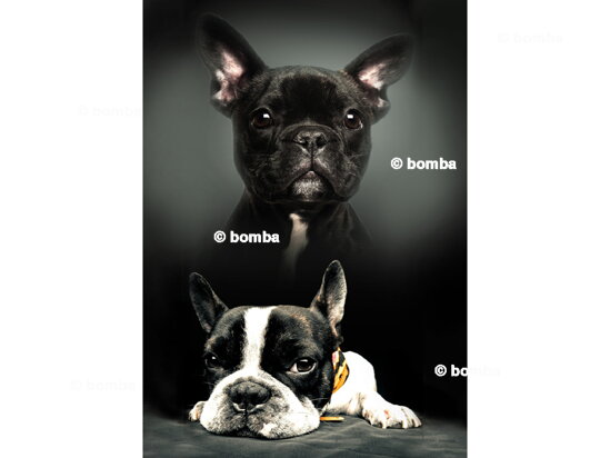 Aranyos kölyökkutyás gyerekpléd