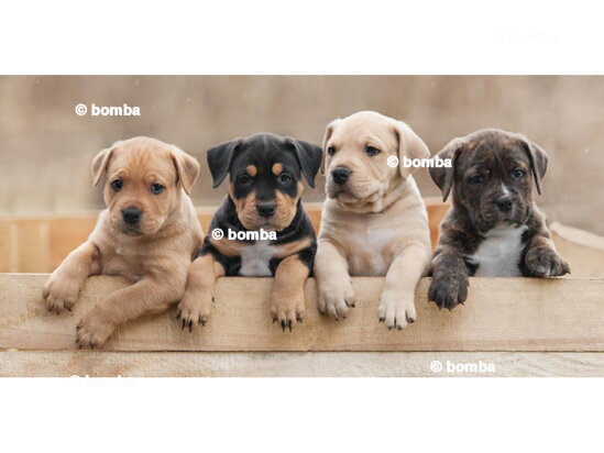 Gyerek kiskutyás strandtörölköző